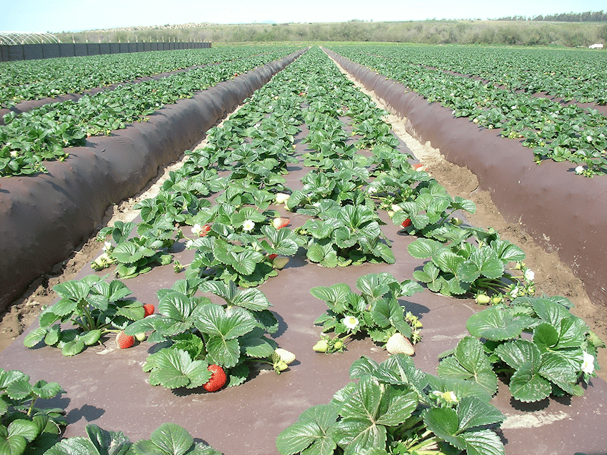 California Strawberry - March 17, 2017