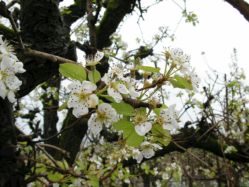 California Pear Bloom 2017