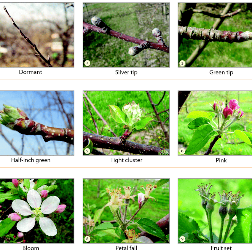 Apple Bloom Cycles and Harvest Predictors - Tree Top Fruit Ingredients