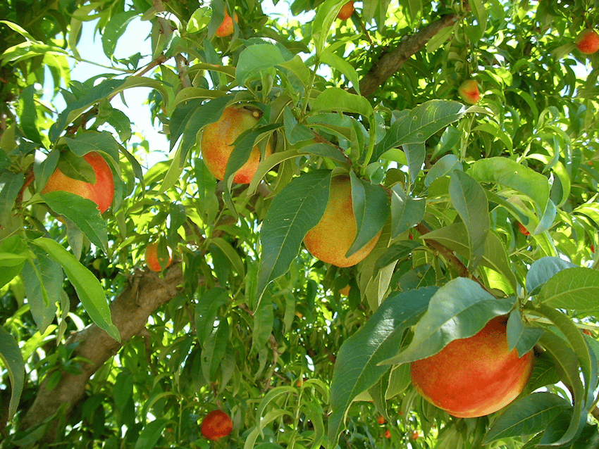 California Stone Fruit - May 5, 2017