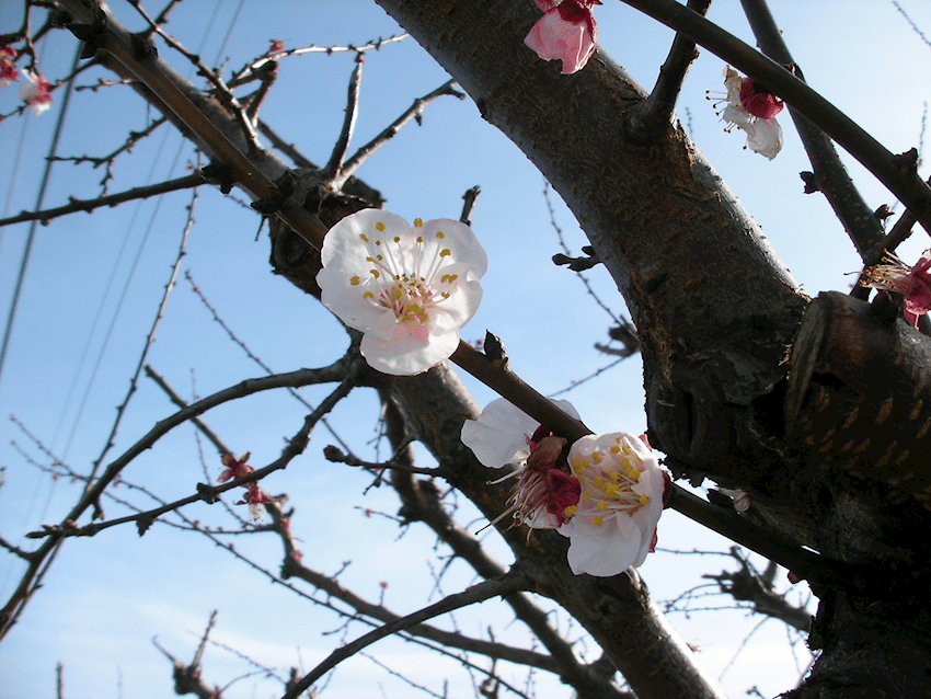 California Apricot - March 8, 2018