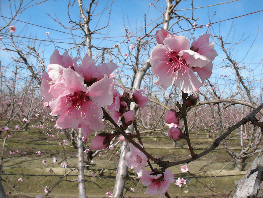 Peach, Plum and Nectarine - March 8, 2018