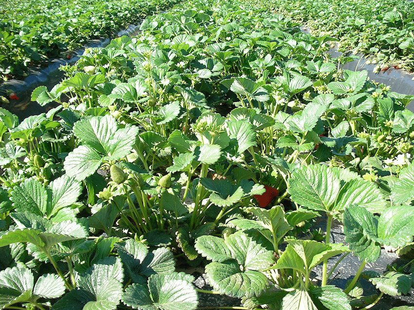 California Strawberry April 23, 2019