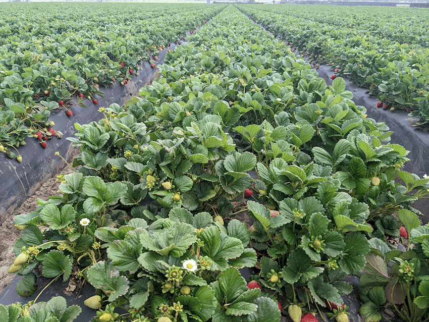 California Strawberry April 29, 2022