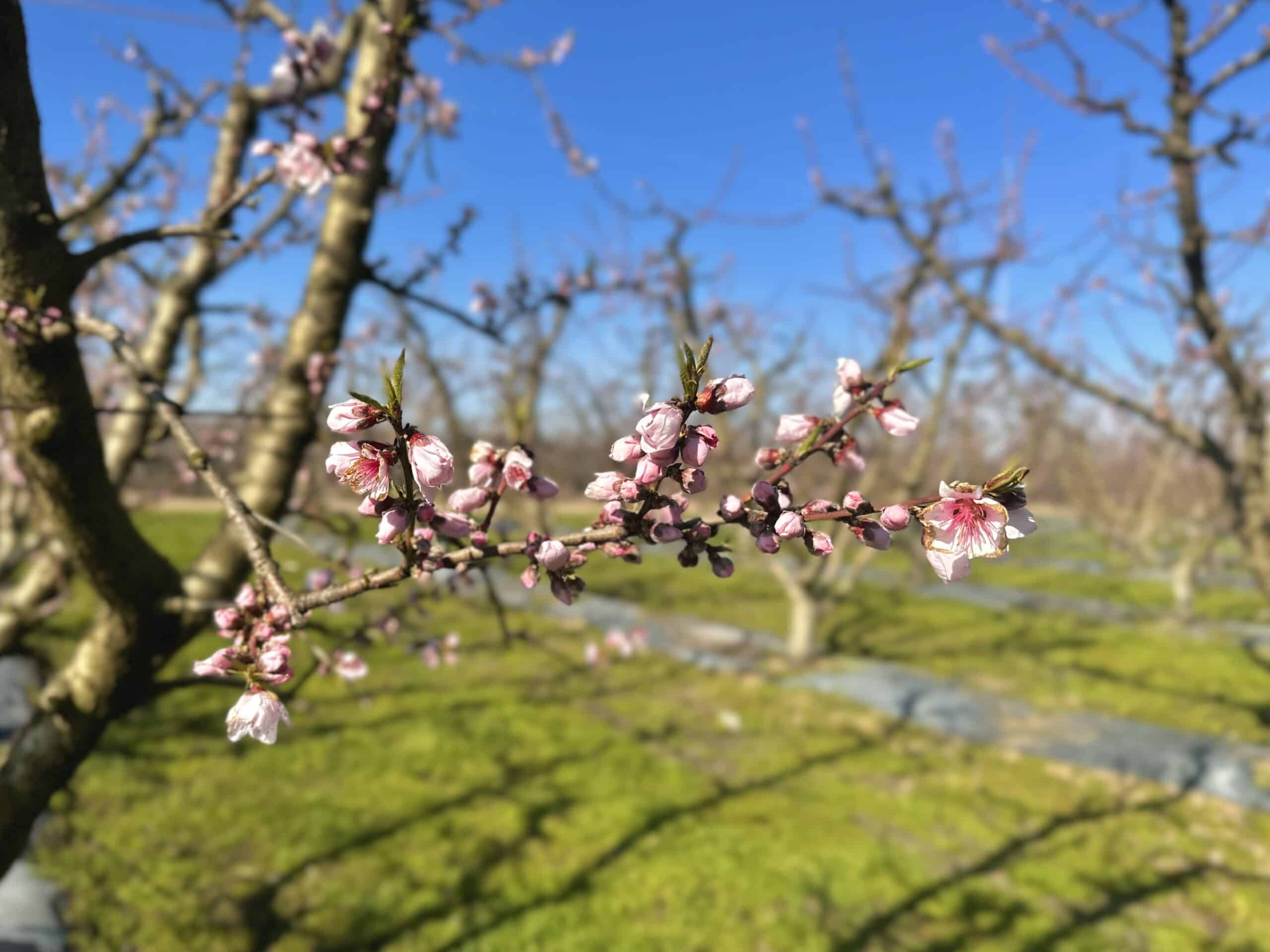 California Tree Fruit Bloom 2023 Tree Top Fruit Ingredients