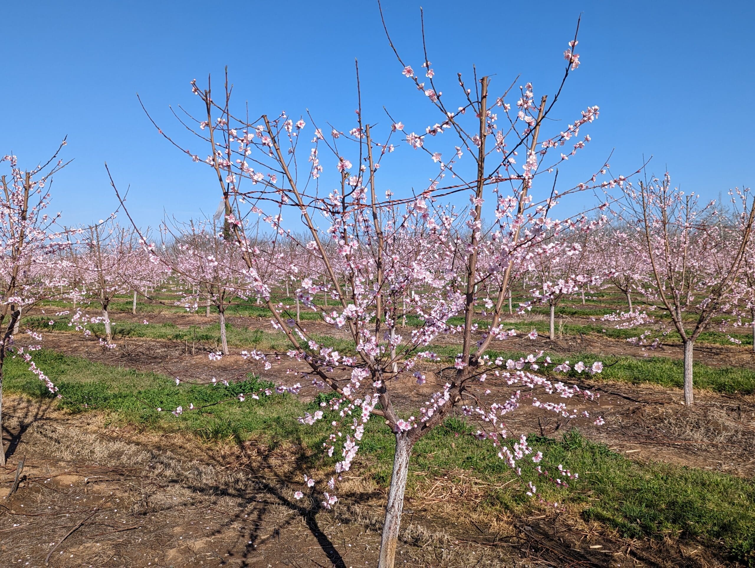 California Tree Fruit Update - Tree Top Fruit Ingredients