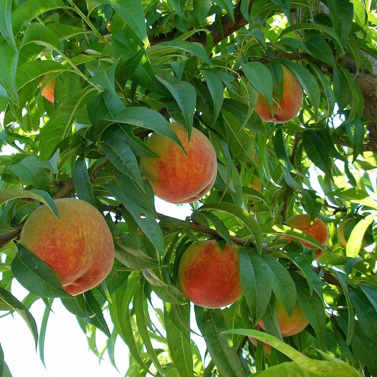 California Cling Peach Pricing | Tree Top - Ingredients