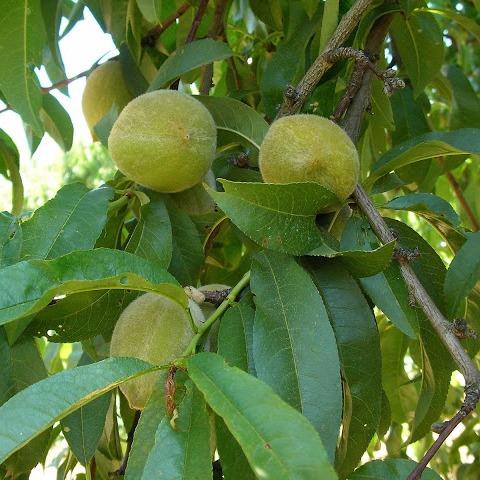 California Cling Peach | Tree Top - Ingredients