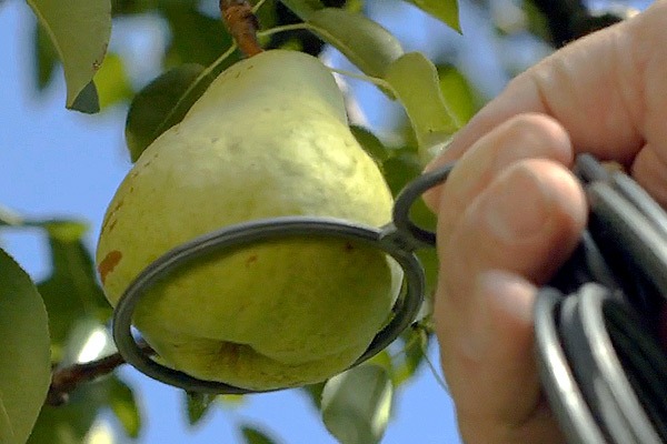 picking a pear off treep