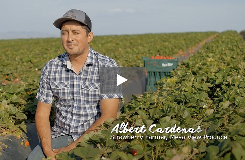 Farmer being interviewed